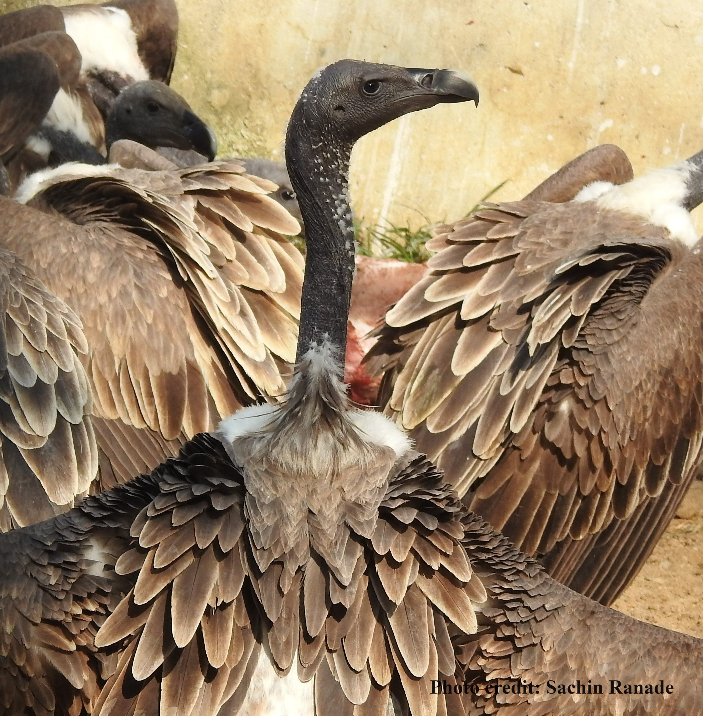 Slender-billed Vulture