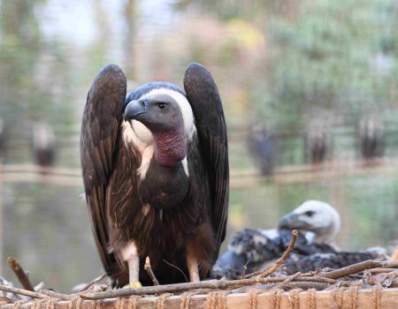 white-backed vulture with nestling