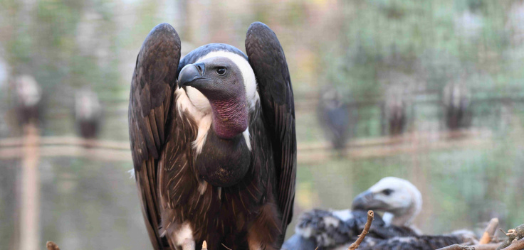 white-backed vulture with nestling